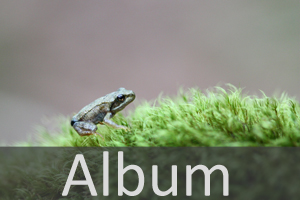 Froschlurche (Anura)